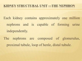 KIDNEY STRUCTURAL UNIT ---THE NEPHRON
Each kidney contains approximately one million
nephrons and is capable of forming urine
independently.
The nephrons are composed of glomerulus,
proximal tubule, loop of henle, distal tubule.
 