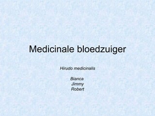 Medicinale bloedzuiger Hirudo medicinalis Bianca  Jimmy Robert 