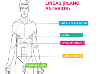 Anatomia topografica | PPTX