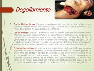 Degollamiento
1. Con la Heridas Incisas: Carecen generalmente de cola, los bordes de las heridas
presentan siempre huellas de contusión bajo la forma de un verde equimótico y, a
veces, de pequeñas irregularidades de su contorno.
2. Con las Heridas Contusas: La diferencia entre las heridas contusas propiamente dichas
y la inciso-contusas pueden señalarse las siguientes : Las contusiones de los bordes de
las heridas inciso-confusas nunca son muy acentuadas ya que la solución de
continuidad de los tejidos se hace siempre por secciones, aunque sea poca. En las
verdaderas heridas contusas, en cambio las contusiones de los bordes de la heridas son
mucho más acentuadas, ya que fueron producidas por un mecanismo dilacerante.
3. En las heridas contusas se observa, a veces, que ciertas partes de tejido, por su mayor
elasticidad, resisten sin romperse permaneciendo de manera de pequeños puentes de
unión entre los bordes y paredes de la herida lo cual no se observa nunca en las
heridas producidas por instrumentos cortantes. En las heridas inciso-contusas se
observan colgajos y lesiones de los huesos, aun cuando irregulares, no lo son tanto
como en las heridas producidas por instrumentos contundentes, los cuales a su vez,
nunca determinan lesiones tan profundas y al mismo tiempo con cierta irregularidad.
 