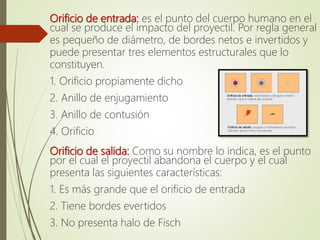 Orificio de entrada: es el punto del cuerpo humano en el
cual se produce el impacto del proyectil. Por regla general
es pequeño de diámetro, de bordes netos e invertidos y
puede presentar tres elementos estructurales que lo
constituyen.
1. Orificio propiamente dicho
2. Anillo de enjugamiento
3. Anillo de contusión
4. Orificio
Orificio de salida: Como su nombre lo indica, es el punto
por el cual el proyectil abandona el cuerpo y el cual
presenta las siguientes características:
1. Es más grande que el orificio de entrada
2. Tiene bordes evertidos
3. No presenta halo de Fisch
 
