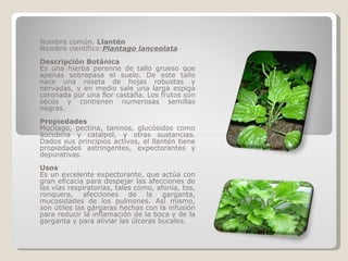 Nombre común.  Llantén  Nombre científico: Plantago lanceolata Descripción Botánica Es una hierba perenne de tallo grueso que apenas sobrepasa el suelo. De este tallo nace una roseta de hojas robustas y nervadas, y en medio sale una larga espiga coronada por una flor castaña. Los frutos son secos y contienen numerosas semillas negras. Propiedades Mucílago, pectina, taninos, glucósidos como aucubina y catalpol, y otras sustancias. Dados sus principios activos, el llantén tiene propiedades astringentes, expectorantes y depurativas. Usos Es un excelente expectorante, que actúa con gran eficacia para despejar las afecciones de las vías respiratorias, tales como, afonía, tos, ronquera, afecciones de la garganta, mucosidades de los pulmones. Así mismo, son útiles las gárgaras hechas con la infusión para reducir la inflamación de la boca y de la garganta y para aliviar las úlceras bucales. 