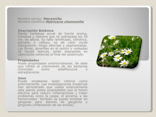 Nombre común.  Manzanilla Nombre científico: Matricaria chamomilla Descripción Botánica Planta herbácea anual de fuerte aroma, frondosa y rastrera que no sobrepasa los 50 cm. de altura. Su tallo ramificado, cilíndrico, estriado y velloso, es de color verde blanquecino. Hojas alternas y segmentadas. Las flores, amarillas en el centro y rodeadas de lígulas blancas, están dispuestas en cabezuelas solitarias al final del pedúnculo. Propiedades Posee propiedades antimicrobianas. Se sabe que inhibe el crecimiento de las bacterias conocidas como estafilococos y estreptococos. Usos Puede emplearse tanto interna como externamente. Las investigaciones modernas han demostrado que usada externamente esta planta posee propiedades que la hacen efectiva para reducir inflamaciones y tratar problemas como la caspa, el eccema, y las hemorroides. También se puede emplear en gárgaras para dolores de garganta y gingivitis (inflamación de las encías). 