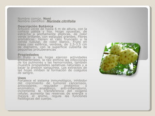 Nombre común.  Noni   Nombre científico:  Morinda citrifolia Descripción Botánica Arbusto verde de hasta 6 m de altura, con la corteza pálida y lisa. Hojas opuestas, de estrecha a anchamente elípticas, de color verde brillante, con estípulas grandes. Flores aromáticas; tienen el cáliz truncado y la corola tubular, de color blanco. Fruto en masa casi esférica, verdosa, de 2,5-3,5 cm de diámetro, con la superficie cubierta de pequeñas protuberancias Propiedades El fruto y las hojas ejercen actividades antibacteriales, la raíz elimina las infecciones de los pulmones y las hemorroides, también muestra propiedades sedativas naturales y a bajar la presión sanguínea. Los extractos de las hojas inhiben la formación de coágulos de sangre. Usos Fortalece el sistema inmunológico, inhibidor del crecimiento de tumores cancerosos, antioxidante, regulador proteínico y enzimático, analgésico, anti-inflamatorio, incrementa la transferencia del oxígeno celular, aumenta las reservas de energía y mejora el ánimo, regula las funciones fisiológicas del cuerpo. 
