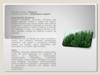 Nombre común.  Orégano Nombre científico:  Oreganum vulgare Descripción Botánica Especie herbácea, perenne, decidua que puede alcanzar hasta 1 metro de altura. Produce flores que varían desde color blanco a púrpura y muestra brácteas en verano, las hojas son verdes a verde grisáceo y pueden ser vellosas o lisas. La especie tiende a ser muy variable cuando se obtiene a partir de semillas. Propiedades La esencia es un liquido de color amarillo a pardo, que contiene diversos compuestos químicos. Las hojas y sumideros florales tienen un fuerte, pero agradable olor aromático y un sabor algo amargo. Usos Presenta diversas aplicaciones medicinales, entre las que destacan su condición de tónica y digestiva, estimulante, espasmolítica, antiséptica, sudorífica, emenagogo, entre otras. También se utiliza para preparar linimentos antirreumáticos, para la ciática y la artritis; y pomadas contra la dermatitis. Además, se utiliza como antiséptico y cicatrizante. 