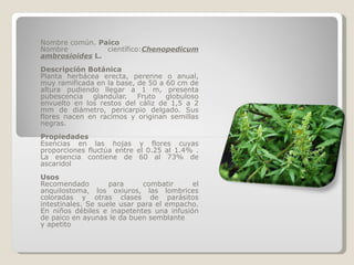 Nombre común.  Paico Nombre científico: Chenopedicum ambrosioides  L. Descripción Botánica Planta herbácea erecta, perenne o anual, muy ramificada en la base, de 50 a 60 cm de altura pudiendo llegar a 1 m, presenta pubescencia glandular. Fruto globuloso envuelto en los restos del cáliz de 1,5 a 2 mm de diámetro, pericarpio delgado. Sus flores nacen en racimos y originan semillas negras. Propiedades Esencias en las hojas y flores cuyas proporciones fluctúa entre el 0.25 al 1.4% . La esencia contiene de 60 al 73% de ascaridol Usos Recomendado para combatir el anquilostoma, los oxiuros, las lombrices coloradas y otras clases de parásitos intestinales. Se suele usar para el empacho. En niños débiles e inapetentes una infusión de paico en ayunas le da buen semblante y apetito 