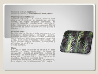 Nombre común.  Romero Nombre científico: Rosmarinus officinalis Descripción Botánica  Arbusto perenne. La planta alcanza una altura de 2 metros, se caracteriza por ser erecta, de hojas delgadas estrechas, de aspecto brillante, fuertemente perfumado, tallos resinosos y levemente amargos. Flores llamativas de color variante de azul pálido a blancas. Propiedades La esencia de Romero esta compuesta por derivados terpénicos, carburos pineno, canfeno, borneol, alcanfor y otras sustancias como taninos, principios amargos, saponina ácida, elementos minerales, entre otros. Las hojas poseen ácidos fenólicos, flavonoides y alrededor de un 2% de aceite esencial. Usos Se utiliza para controlar la anemia y para detener el flujo menstrual, fortalece la circulación (debido al alcanfor), fortifica la memoria, es estimulante (debido al aceite esencial), espasmódico y ligeramente diurético. También se utiliza para afecciones hepáticas, anímicas, reumatismo, lumbalgias, tos y muchas otras afecciones. 