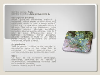Nombre común.  Ruda Nombre científico: Ruta graveolens L . Descripción Botánica Posee glándulas secretorias oleíferas y odorantes. Hierba erecta de tallo aéreo muy ramificado desde la base y verde azulada, cilíndrica y con una altura promedio de unos 80 cms. Sus raíces son pivotantes. Hojas pinnadas, agudas, alternas, pecioladas, carnudas, glabras, pueden alcanzar mas de 6 cms de largo. Inflorescencia axilar o terminal, corimbosa, flores pequeñas, amarillo verdosas. El fruto es una cápsula penta lobular, se encuentra una semilla arriñonada, rugosa y parda. Propiedades Toda la planta contiene aceite esencial en abundancia, pero en las hojas éste se encuentra en mayor concentración. La esencia se obtiene por destilación con vapor.  Usos La ruda es un excelente enemagogo, fortificante, calmante de los nervios y antihelmíntico. Poseeefectos curativos para enfermedades oculares, como orzuelos y supuraciones. 