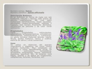 Nombre común.  Salvia Nombre científico:  Salvia officinalis Descripción Botánica Es un sufrútice en forma de mata con raíz fusiforme, robusta y fibrosa, tallo erecto de sección cuadrangular del cual salen numerosas ramificaciones, hojas opuestas, pecioladas, ovales-lanceoladas, espesas y rugosas, con bordes finamente dentados, recubiertos de pelusilla y de color verde ceniciento. Propiedades Tiene propiedades estimulantes, estomáticas, antiespasmódicas, antisépticas, carminativas, antisudoríficas y vulnerarias. La salvia contiene materias tánicas, resina, fécula, ácidos fosfórico, nítrico y oxálico, esencia de salvia y otras sustancias. Usos Se utiliza en dolencias del aparato respiratorio y digestivo, así como contra sudores nocturnos. Muy empleado en gárgaras y como desinfectante bucal. Es diurética, estimulante, hemostática, afrodisíaca, emenagoga, tónica, estomacal, digestiva, aperitiva, etc. Al exterior cura llagas, úlceras y se aplica en irrigaciones, cataplasmas, lociones, fomentos, etc. 