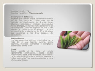 Nombre común.  Té Nombre científico:  Thea sinensis Descripción Botánica Especie que cuando crece libremente alcanza los 10 mts, pero en cultivo rara vez se permite un crecimiento de 3 mts. Hojas alternas, pecioladas, elípticas lanceoladas. Flores blancas, solitarias; cáliz persistente de cinco sépalos. Fruto en cápsula de dos o tres lóbulos y dehiscencia localizada. La vida económica de la planta es de 25 a 40 años, que comienza a los tres después del transplante. Propiedades Los componentes activos principales de la hoja de té son: tanino, cafeína, aceite esencial, diversos fermentos y complejos, polifenoles, entre otros. Usos Como bebida el té tiene un efecto ligeramente estimulante, posee efectos medicinales para enfermedades intestinales. La acción fisiológica de la infusión acelera el pulso, activa las funciones cerebrales y tiene efectos diuréticos. 