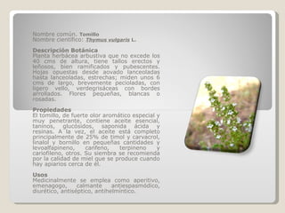 Nombre común.  Tomillo Nombre científico:  Thymus vulgaris  L. Descripción Botánica Planta herbácea arbustiva que no excede los 40 cms de altura, tiene tallos erectos y leñosos, bien ramificados y pubescentes. Hojas opuestas desde aovado lanceoladas hasta lanceoladas, estrechas; miden unos 6 cms de largo, brevemente pecioladas, con ligero vello, verdegrisáceas con bordes arrollados. Flores pequeñas, blancas o rosadas. Propiedades El tomillo, de fuerte olor aromático especial y muy penetrante, contiene aceite esencial, taninos, glucósidos, saponida ácida y resinas. A la vez, el aceite está completo principalmente de 25% de timol y carvacrol, linalol y bornillo en pequeñas cantidades y levoalfapineno, canfeno, terpineno y cariofileno, otros. Su siembra se recomienda por la calidad de miel que se produce cuando hay apiarios cerca de él. Usos Medicinalmente se emplea como aperitivo, emenagogo, calmante antiespasmódico, diurético, antiséptico, antihelmíntico. 
