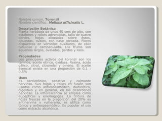 Nombre común.  Toronjil Nombre científico:  Melissa officinalis  L. Descripción Botánica Planta herbácea de unos 40 cms de alto, con estolones y raíces adventicias, tallo de cuatro bordes, hojas alineadas sobre éstos, opuestas, ovales, con base cordada. Flores dispuestas en verticilos auxiliares, de cáliz tubuloso y campanulado. Los frutos son aquenios largos, ovalados, pardos y lisos. Propiedades Los principales activos del toronjil son los taninos, aceite etírico, oxidasa. Resina, ácido gálico, citral, citronelal y pineno. El aceite esencial existe en una proporción de 0,1 : 0,5% Usos Es cardiotónico, sedativo y calmante nervioso. Sus hojas y tallos en fusión son usados como antiespasmódico, diaforético, digestivo y en general, en los desordenes nervioso. La inflorescencia se emplea como eupépticas y enemagogas. La tintura de hojas frescas en la proporción del 20% es antinervina y vulneraria, se utiliza como tónico y antiespasmódico. Es popular el uso como extracto alcohólico. 