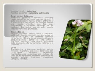 Nombre común.  Valeriana Nombre científico : Valeriana officinalis Descripción Botánica Herbácea, perenne y tuberosa. Contiene raíces pequeñas de color marrón oscuro. El tallo es acanalado, hueco, erecto, entre 0,5 y 2 m de altura. Sus hojas: las básales forman una roseta, mientras que las otras pinntisectas y opuestas naciendo de los pecíolos. Sus frutos son de color pardo, lineales y ovados, plumosos. Propiedades Ésteres iridoides: valepotriatos o valtratos, baldrinal · Aceite esencial: contiene entre un 0,5 y un 1,5%. Es bastante complejo conteniendo hidrocarburos monoterpénicos y sesquiterpénicos como el alfa pineno, fencheno, camfeno, beta pineno, limoneno, beta bisabolol, alfa curcumeno, valleno, y el criofielno. Usos Tratamientos de insomnio, ansiedad, estrés, histeria, migrañas, procesos dolorosos con componente nervioso vegetativo, manifestaciones somáticas del exceso del tono neurovegetativo. Procesos dolorosos del aparato genital femenino, espasmos, vértigos, vómitos. 
