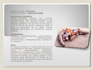 Nombre común.  Cúrcuma Nombre científico : Cúrcuma longa Descripción Botánica Hierba perenne, acaule, con rizomas aromáticos de color amarillo brillante en su interior. Hojas con pecíolos largos; limbo oblongo o elíptico, de 30 a 50 cm de largo y de 8 a 18 cm de ancho, estrecho hacia la base y acuminado en el ápice. Flores amarillas agrupadas en llamativas espigas básales. Propiedades Digestivo, hepatoprotectora, antitrombótica, antiinflamatoria, hipoglicemiante, antiesclerótica, antihepatotoxica, diurética y carminativa. Usos El rizoma contiene un aceite esencial rico en monoterpenos (borneol, alcanfor, terpineno y otros) y sesquiterpenos (tumerona, atlantona y curcumenol). Como condimento (curry). Los rizomas contienen una materia colorante amarilla. Se utiliza además como indicador para determinar la acidez de un medio (cambia de amarillo a rojo carmelitoso en presencia de álcalis). 