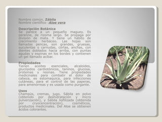 Nombre común.  Zábila Nombre científico : Aloe vera Descripción Botánica Se parece a un pequeño maguey. Es perenne, de rizoma largo. Se propaga por división de mata. Y tiene un hábito de crecimiento herbáceo. Las hojas son llamadas pencas, son grandes, gruesas, suculentas o carnudas, cortas, anchas, con dientes doblados hacia arriba, con puntas agudas y espinas en los bordes y contienen un gel llamado acíbar. Propiedades Tienen aceites esenciales, alcaloides, glucósidos cardiotónicos, taninos, glucosa, proteínas y resinas. Tiene propiedades medicinales para combatir el dolor de cabeza, es estomaquica, para infecciones cutáneas, para el control de las paperas, para amenorreas y es usada como purgante. Usos Champús, cremas, jugo, Sábila en polvo (obtenido por deshidratación y micro pulverización), y Sábila liofilizada (obtenida por cryocencentración), cosméticos, productos medicinales. Del Aloe se obtienen ácidos colorantes. 