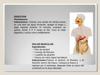 DIGESTION Hierbabuena Indicaciones:  Colocar una ramita de hierba buena en una taza de agua hirviendo, apagar el fuego y dejar reposar durante 10 minutos, endulzar se quiere, tomar 3 0 4 veces al día. Cura la mala digestión y actúa como antiflatulento DOLOR MUSCULAR Ingredientes: - 1 litro de alcohol - 1 manojo de Romero - 1 cuadrito de alcanfor - 1 frasco de vidrio (tapa hermética) Indicaciones: Colocar el alcohol, el Romero, y el Alcanfor dentro del frasco. Coloque el frasco a reposar por 2 semanas, después frote un poco del contenido en la área afectada. 