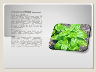 Nombre común.  Albahaca Nombre científico: Ocimum   basilicum  L. Descripción Botánica Planta herbácea que alcanza unos 50 cms de altura, raíz semileñosa y perenne, de tallos erectos y ramificados. Hojas opuestas, aovadas, pecioladas y ligeramente dentadas, de color verde y muy aromáticas. Flores blancas o purpúreas, dispuestas en racimos axilares y largados en la parte superior del tallo o ramas. Se debe renovar su cultivo cada año. Propiedades El aceite esencial, hasta 1,8% en la planta seca, consta de mucílago, eugenol, timol, linalol, estragol, otros. Usos Usada ampliamente como condimento. Estimulante, carminativa, antiemética, antiespasmódica, usada en tratamientos de las vías uterinas, colitis y afecciones intestinales, en forma de jugo fresco o tisana. Aplicada directamente, en maceración, sirve para curar salpución, otitis, heridas. Afecciones respiratorias. 
