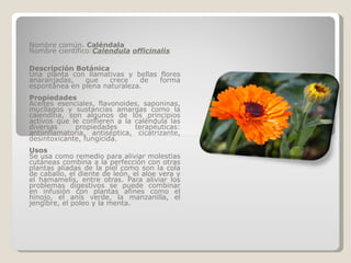Nombre común.  Caléndala Nombre científico: Calendula   officinalis Descripción Botánica Una planta con llamativas y bellas flores anaranjadas, que crece de forma espontánea en plena naturaleza. Propiedades Aceites esenciales, flavonoides, saponinas, mucílagos y sustancias amargas como la calendina, son algunos de los principios activos que le confieren a la caléndula las diversas propiedades terapéuticas: antiinflamatoria, antiséptica, cicatrizante, desintoxicante, fungicida. Usos Se usa como remedio para aliviar molestias cutáneas combina a la perfección con otras plantas aliadas de la piel como son la cola de caballo, el diente de león, el aloe vera y el hamamelis, entre otras. Para aliviar los problemas digestivos se puede combinar en infusión con plantas afines como el hinojo, el anís verde, la manzanilla, el jengibre, el poleo y la menta. 