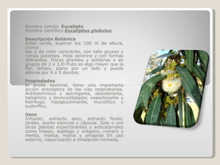 Nombre común.  Eucalipto Nombre científico: Eucaliptus globulus Descripción Botánica Árbol verde, superar los 100 m de altura, tronco liso y de color ceniciento, con tallo grueso y ramas potentes. Hoja perenne y con formas diferentes. Flores grandes y solitarias o en grupos de 2 o 3.El fruto es algo mayor que la flor, leñoso, plano por un lado y puede abrirse por 4 o 5 dientes. Propiedades El aceite esencial, tiene una importante acción antiséptica de las vías respiratorias. Antihelmíntico y astringente, desodorante, balsámico y broncodilatador, expectorante y febrífugo, hipoglucemiante, mucolítico y sudorífico. Usos Infusión, extracto seco, extracto fluido, jarabe, aceite esencial y cápsula. Solo o con otras plantas expectorantes y anticatarrales como hisopo, espliego y orégano, romero y menta, melisa, malva y amapola En uso externo, vaporización e inhalación húmeda. 