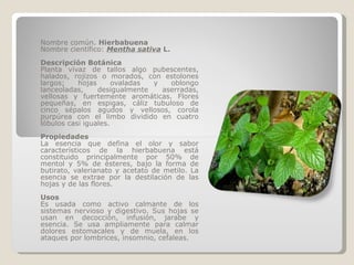 Nombre común.  Hierbabuena Nombre científico:  Mentha sativa  L. Descripción Botánica Planta vivaz de tallos algo pubescentes, halados, rojizos o morados, con estolones largos; hojas ovaladas y oblongo lanceoladas, desigualmente aserradas, vellosas y fuertemente aromáticas. Flores pequeñas, en espigas, cáliz tubuloso de cinco sépalos agudos y vellosos, corola purpúrea con el limbo dividido en cuatro lóbulos casi iguales. Propiedades La esencia que defina el olor y sabor característicos de la hierbabuena está constituido principalmente por 50% de mentol y 5% de ésteres, bajo la forma de butirato, valerianato y acetato de metilo. La esencia se extrae por la destilación de las hojas y de las flores. Usos Es usada como activo calmante de los sistemas nervioso y digestivo. Sus hojas se usan en decocción, infusión, jarabe y esencia. Se usa ampliamente para calmar dolores estomacales y de muela, en los ataques por lombrices, insomnio, cefaleas. 
