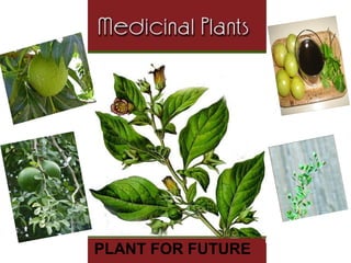 PLANT FOR FUTURE
 