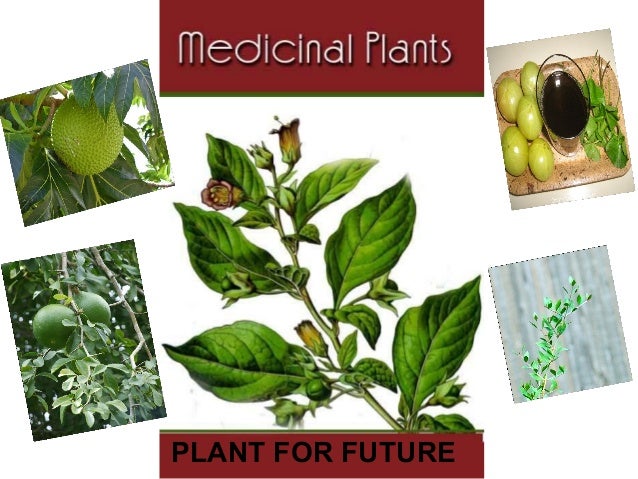 Medicinal Plants Chart