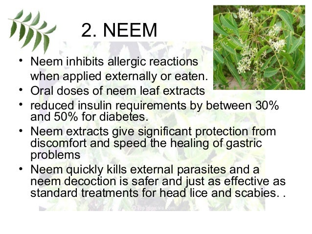 picture 5 Herbal Plants And Their Uses medicinal plants