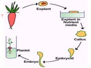 Plant Tissue culture part II by Dr. Preeti Verma | PDF