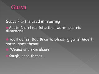Guava Plant is used in treating 
Acute Diarrhea, intestinal worm, gastric 
disorders 
Toothaches; Bad Breath; bleeding gums; Mouth 
sores; sore throat. 
 Wound and skin ulcers 
Cough, sore throat. 
 