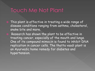 This plant is effective in treating a wide range of 
disease conditions ranging from asthma, cholesterol, 
snake bite and more. 
 Research has shown the plant to be effective in 
treating cancer, especially of the mouth and lungs. 
One of its compound mimocin is found to inhibit DNA 
replication in cancer cells. The thotta vaadi plant is 
an Ayurvedic home remedy for diabetes and 
hypertension. 
 