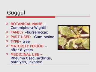 Guggul 
 BOTANICAL NAME – 
Commiphora Wightii 
 FAMILY –burseraccac 
 PART USED –Gum rasine 
 TYPE– tree 
 MATURITY PERIOD – 
after 8 years 
 MEDICINAL USE – 
Rheuma tised, arthritis, 
paralysis, laxative 
 