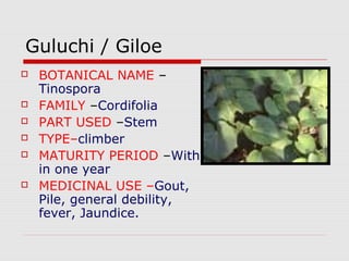 Guluchi / Giloe 
 BOTANICAL NAME – 
Tinospora 
 FAMILY –Cordifolia 
 PART USED –Stem 
 TYPE–climber 
 MATURITY PERIOD –With 
in one year 
 MEDICINAL USE –Gout, 
Pile, general debility, 
fever, Jaundice. 
 