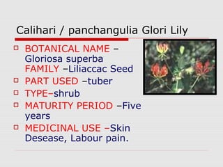 Calihari / panchangulia Glori Lily 
 BOTANICAL NAME – 
Gloriosa superba 
FAMILY –Liliaccac Seed 
 PART USED –tuber 
 TYPE–shrub 
 MATURITY PERIOD –Five 
years 
 MEDICINAL USE –Skin 
Desease, Labour pain. 
 