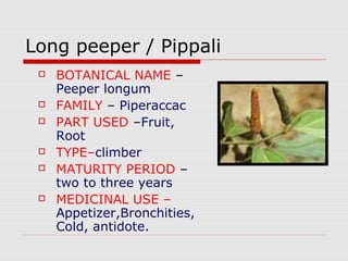 Long peeper / Pippali 
 BOTANICAL NAME – 
Peeper longum 
 FAMILY – Piperaccac 
 PART USED –Fruit, 
Root 
 TYPE–climber 
 MATURITY PERIOD – 
two to three years 
 MEDICINAL USE – 
Appetizer,Bronchities, 
Cold, antidote. 
 