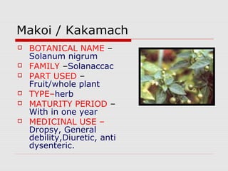 Makoi / Kakamach 
 BOTANICAL NAME – 
Solanum nigrum 
 FAMILY –Solanaccac 
 PART USED – 
Fruit/whole plant 
 TYPE–herb 
 MATURITY PERIOD – 
With in one year 
 MEDICINAL USE – 
Dropsy, General 
debility,Diuretic, anti 
dysenteric. 
 