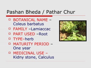 Pashan Bheda / Pathar Chur 
 BOTANICAL NAME – 
Coleus barbatus 
 FAMILY –Lamiaccac 
 PART USED –Root 
 TYPE–herb 
 MATURITY PERIOD – 
One year 
 MEDICINAL USE – 
Kidny stone, Calculus 
 
