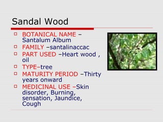 Sandal Wood 
 BOTANICAL NAME – 
Santalum Album 
 FAMILY –santalinaccac 
 PART USED –Heart wood , 
oil 
 TYPE–tree 
 MATURITY PERIOD –Thirty 
years onward 
 MEDICINAL USE –Skin 
disorder, Burning, 
sensation, Jaundice, 
Cough 
 