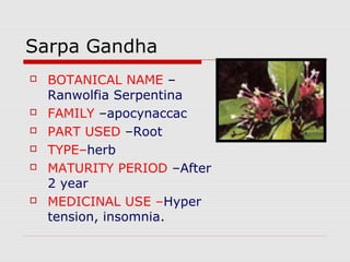 Sarpa Gandha 
 BOTANICAL NAME – 
Ranwolfia Serpentina 
 FAMILY –apocynaccac 
 PART USED –Root 
 TYPE–herb 
 MATURITY PERIOD –After 
2 year 
 MEDICINAL USE –Hyper 
tension, insomnia. 
 