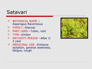 Satavari 
 BOTANICAL NAME – 
Asparagus Racemosus 
 FAMILY –liliaccac 
 PART USED –Tuber, root 
 TYPE–climber 
 MATURITY PERIOD –After 2- 
3 year 
 MEDICINAL USE –Enhance 
lactation, general weekness, 
fatigue, cough 
 