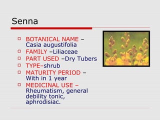 Senna 
 BOTANICAL NAME – 
Casia augustifolia 
 FAMILY –Liliaceae 
 PART USED –Dry Tubers 
 TYPE–shrub 
 MATURITY PERIOD – 
With in 1 year 
 MEDICINAL USE – 
Rheumatism, general 
debility tonic, 
aphrodisiac. 
 