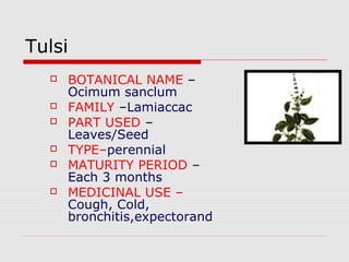 Tulsi 
 BOTANICAL NAME – 
Ocimum sanclum 
 FAMILY –Lamiaccac 
 PART USED – 
Leaves/Seed 
 TYPE–perennial 
 MATURITY PERIOD – 
Each 3 months 
 MEDICINAL USE – 
Cough, Cold, 
bronchitis,expectorand 
 