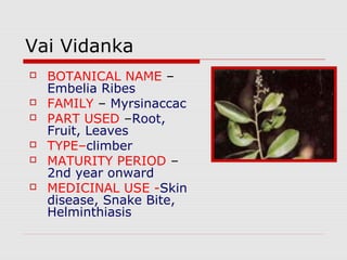 Vai Vidanka 
 BOTANICAL NAME – 
Embelia Ribes 
 FAMILY – Myrsinaccac 
 PART USED –Root, 
Fruit, Leaves 
 TYPE–climber 
 MATURITY PERIOD – 
2nd year onward 
 MEDICINAL USE -Skin 
disease, Snake Bite, 
Helminthiasis 
 