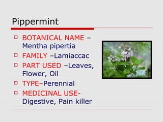 Pippermint 
 BOTANICAL NAME – 
Mentha pipertia 
 FAMILY –Lamiaccac 
 PART USED –Leaves, 
Flower, Oil 
 TYPE–Perennial 
 MEDICINAL USE-Digestive, 
Pain killer 
 