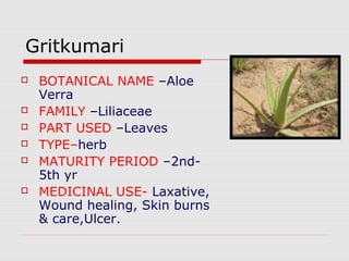 Gritkumari 
 BOTANICAL NAME –Aloe 
Verra 
 FAMILY –Liliaceae 
 PART USED –Leaves 
 TYPE–herb 
 MATURITY PERIOD –2nd- 
5th yr 
 MEDICINAL USE- Laxative, 
Wound healing, Skin burns 
& care,Ulcer. 
 