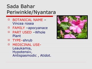 Sada Bahar 
Periwinkle/Nyantara 
 BOTANICAL NAME – 
Vincea rosea 
 FAMILY –apocyanace 
 PART USED –Whole 
Plant 
 TYPE–shrub 
 MEDICINAL USE-Leaukamia, 
Hypotensiv, 
Antispasmodic , Atidot. 
 