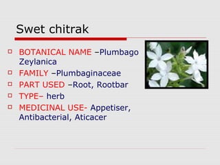 Swet chitrak 
 BOTANICAL NAME –Plumbago 
Zeylanica 
 FAMILY –Plumbaginaceae 
 PART USED –Root, Rootbar 
 TYPE– herb 
 MEDICINAL USE- Appetiser, 
Antibacterial, Aticacer 
 