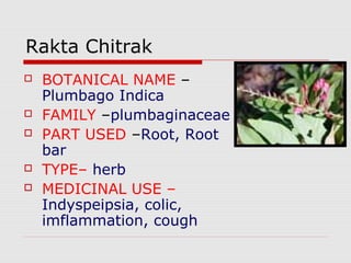Rakta Chitrak 
 BOTANICAL NAME – 
Plumbago Indica 
 FAMILY –plumbaginaceae 
 PART USED –Root, Root 
bar 
 TYPE– herb 
 MEDICINAL USE – 
Indyspeipsia, colic, 
imflammation, cough 
 
