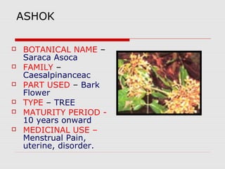 ASHOK 
 BOTANICAL NAME – 
Saraca Asoca 
 FAMILY – 
Caesalpinanceac 
 PART USED – Bark 
Flower 
 TYPE – TREE 
 MATURITY PERIOD - 
10 years onward 
 MEDICINAL USE – 
Menstrual Pain, 
uterine, disorder. 
 