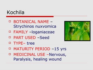 Kochila 
 BOTANICAL NAME – 
Strychinos nuxvomica 
 FAMILY –loganiaceae 
 PART USED –Seed 
 TYPE– tree 
 MATURITY PERIOD –15 yrs 
 MEDICINAL USE –Nervous, 
Paralysis, healing wound 
 