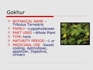 Gokhur 
 BOTANICAL NAME – 
Tribulus Terrestris 
 FAMILY –Lygophyllaceae 
 PART USED –Whole Plant 
 TYPE–herb 
 MATURITY PERIOD –1 yr 
 MEDICINAL USE –Sweet 
cooling, Aphrodisiac, 
appetizer, Digestive, 
Urinary 
 